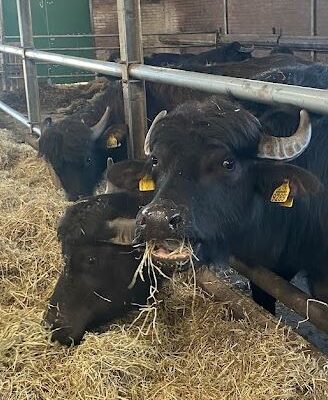 Bezoek Biologische veehouderij
